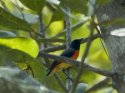 Small Minivet
