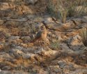 Malabar Lark