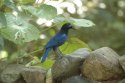 Malabar Whistling Thrush