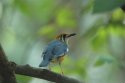 Orange Headed Thrush