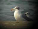 Pallas's Gull