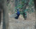 Indian Peafowl