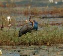 Purple Heron