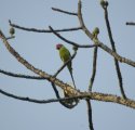 Plum Headed Parakeet