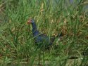 Purple Swamphen