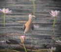 Pheasant Tailed Jacana