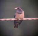 Rose Coloured Starling