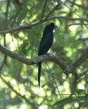 Greater Racket Tailed Drongo