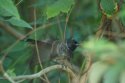 Red Vented Bulbul