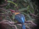 Stork Billed Kingfisher