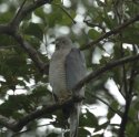Shikra