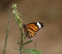 Striped Tiger