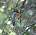 Tickell's Blue Flycatcher