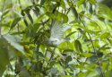 Western Crowned Warbler