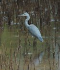 Western Reef Heron