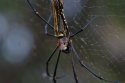 Giant Wood Spider