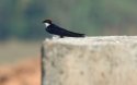 Wire Tailed Swallow