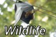 Wildlife Photos