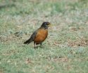 American Robin