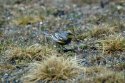 Yellow Rumped Warbler