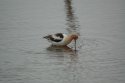 American Avocet