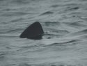 Basking Shark