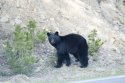 Black bear