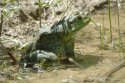 Bullfrog