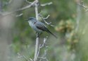 Blue Gray Gnatcatcher