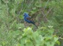 Blue Grosbeak