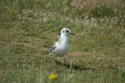 Black Headed Gull