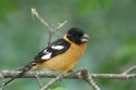 Black Headed Grosbeak