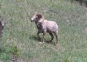 Bighorn Sheep