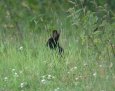 Black Rabbit