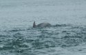 Bottlenose Dolphin
