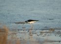 Black Necked Stilt