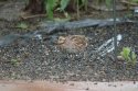 Northern Bobwhite