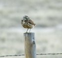 Burrowing Owl