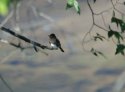 Black Phoebe