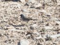 Black Throated Sparrow