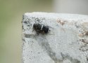 Cicada sp