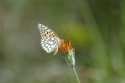 Edwards' Fritillary
