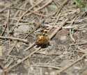 Field Crescentspot