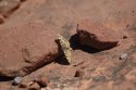 Leanira Checkerspot
