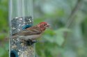 Cassin's Finch
