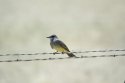 Cassin's Kingbird