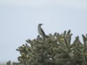 Curve Billed Thrasher