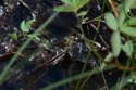 Common Hawker