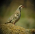 Chukar