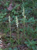 Creeping Lady's Tresses